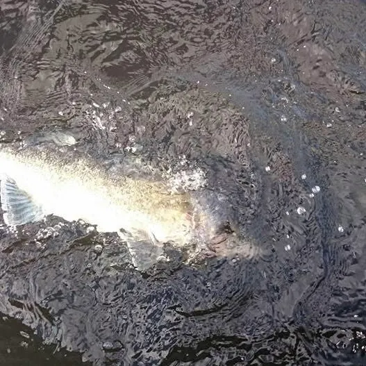 Zander caught on Fishbrain