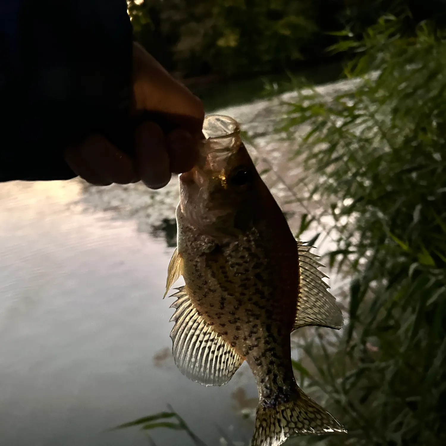 Black crappie caught on Fishbrain