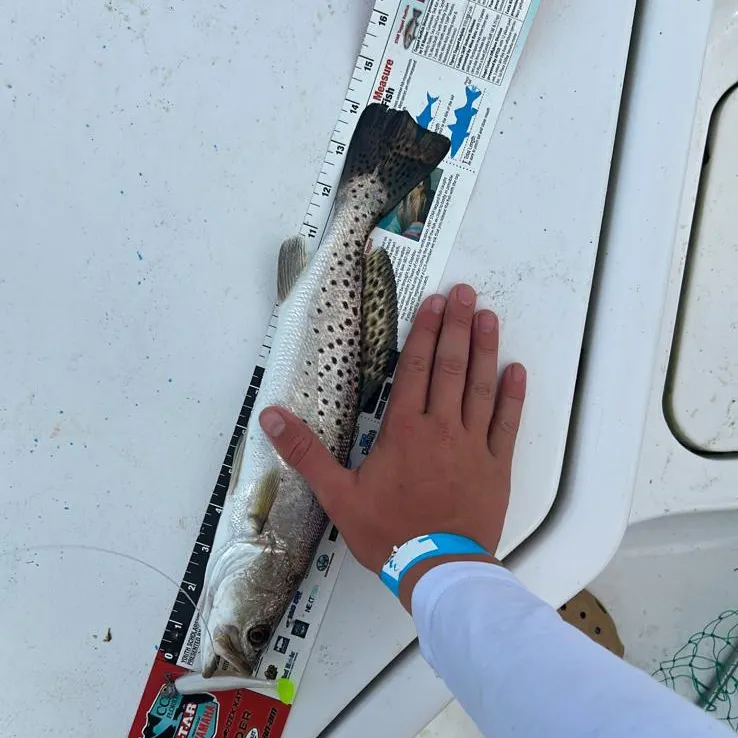 Spotted seatrout caught on Fishbrain