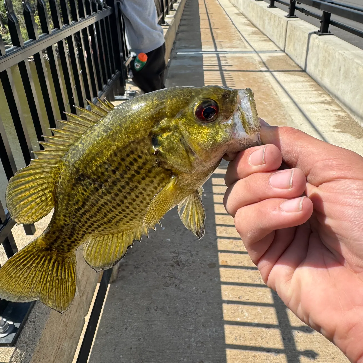 The most recent Rock bass catches on Fishbrain