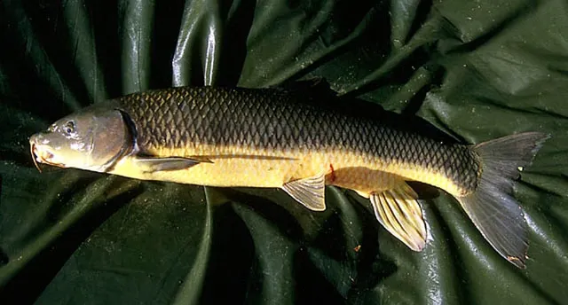 Andalusian barbel