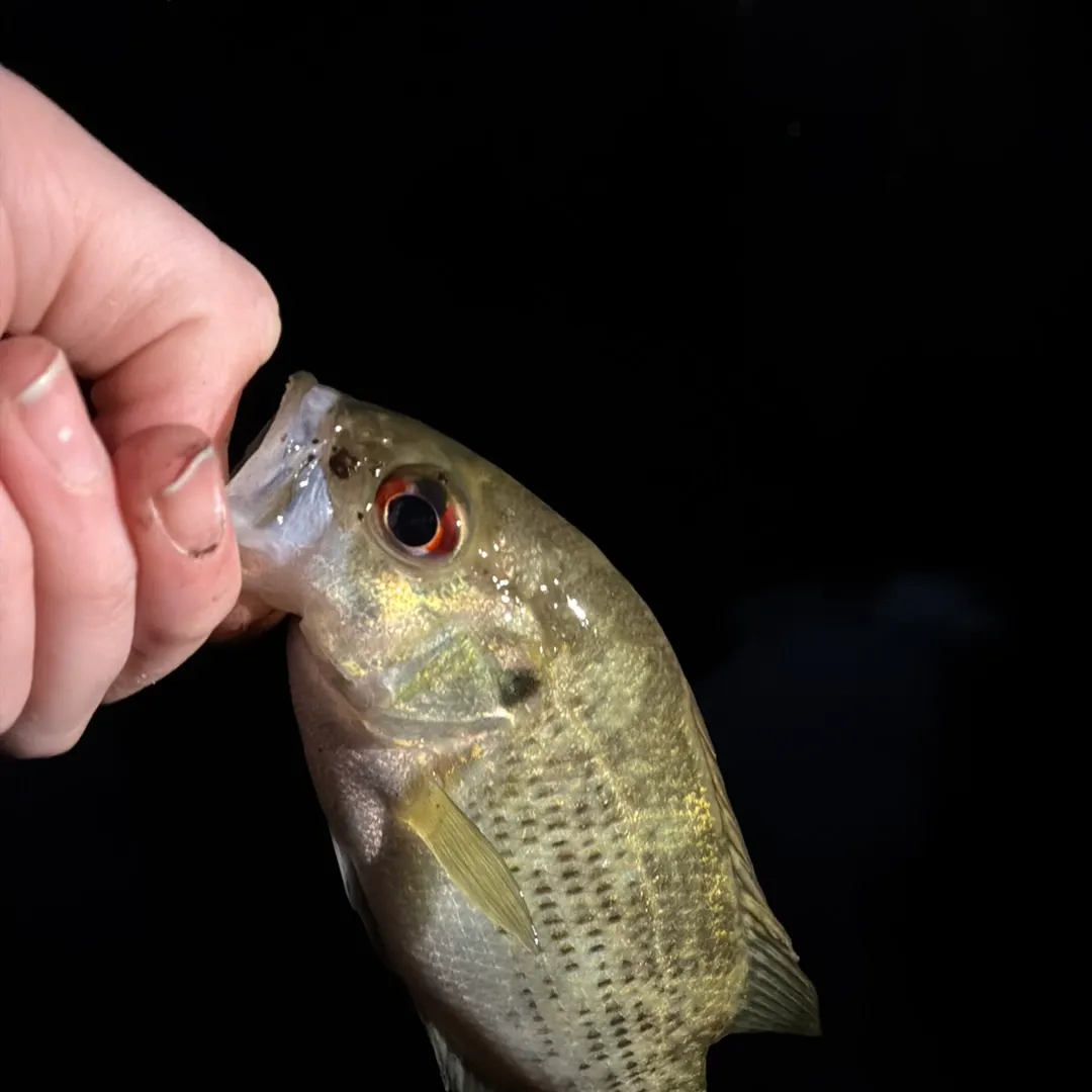 Rock bass caught on Fishbrain