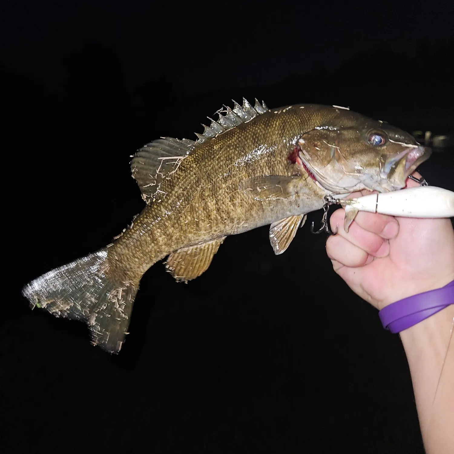 Smallmouth bass caught on Fishbrain
