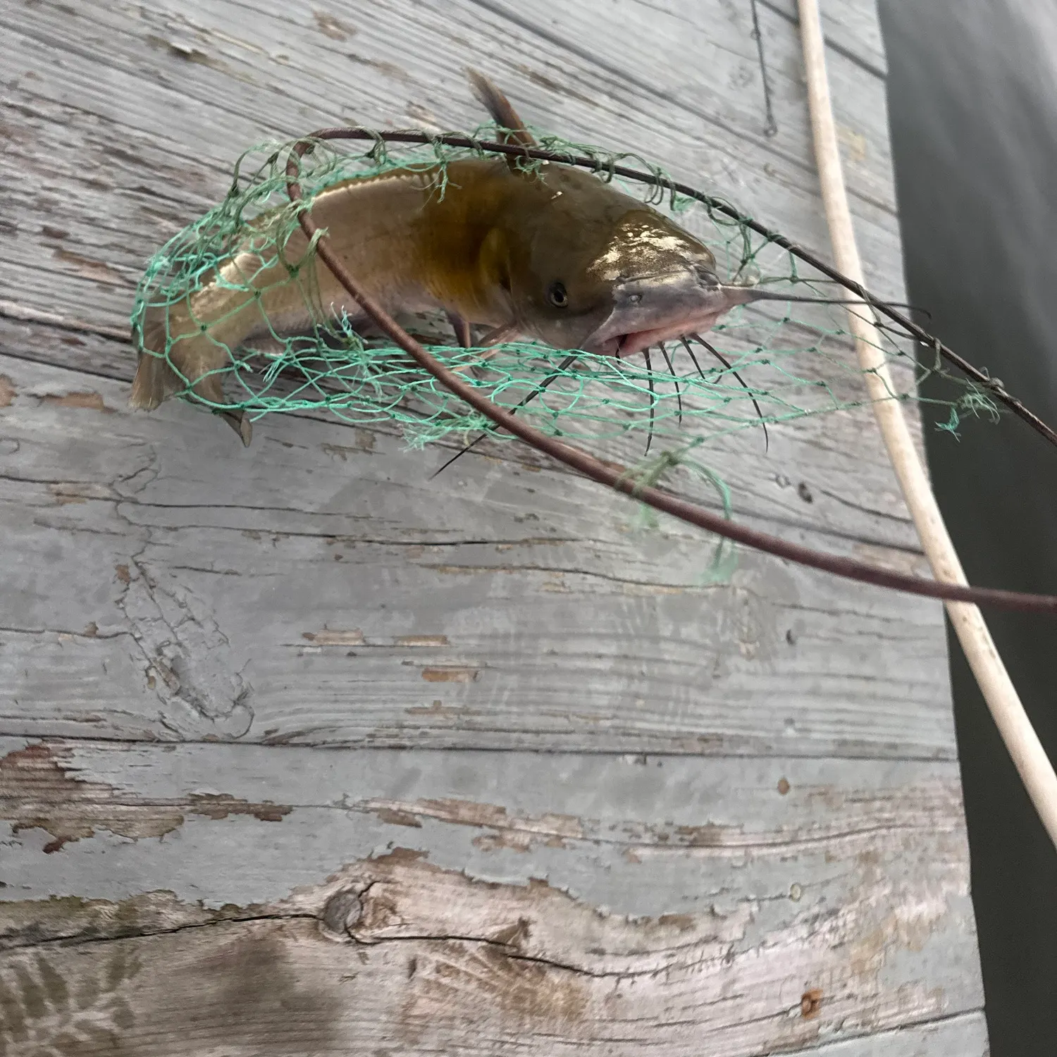 Channel catfish caught on Fishbrain