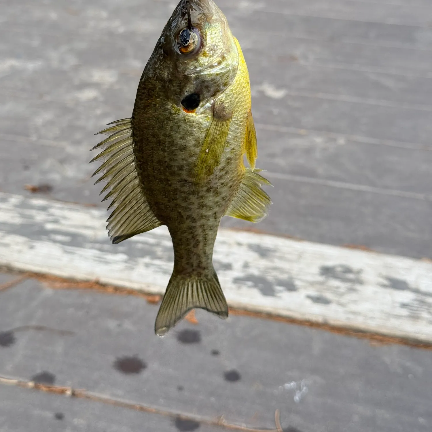 The most recent Redear sunfish catches on Fishbrain