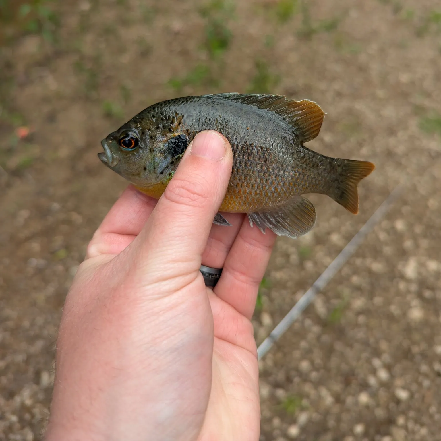 The most recent Redspotted sunfish catches on Fishbrain