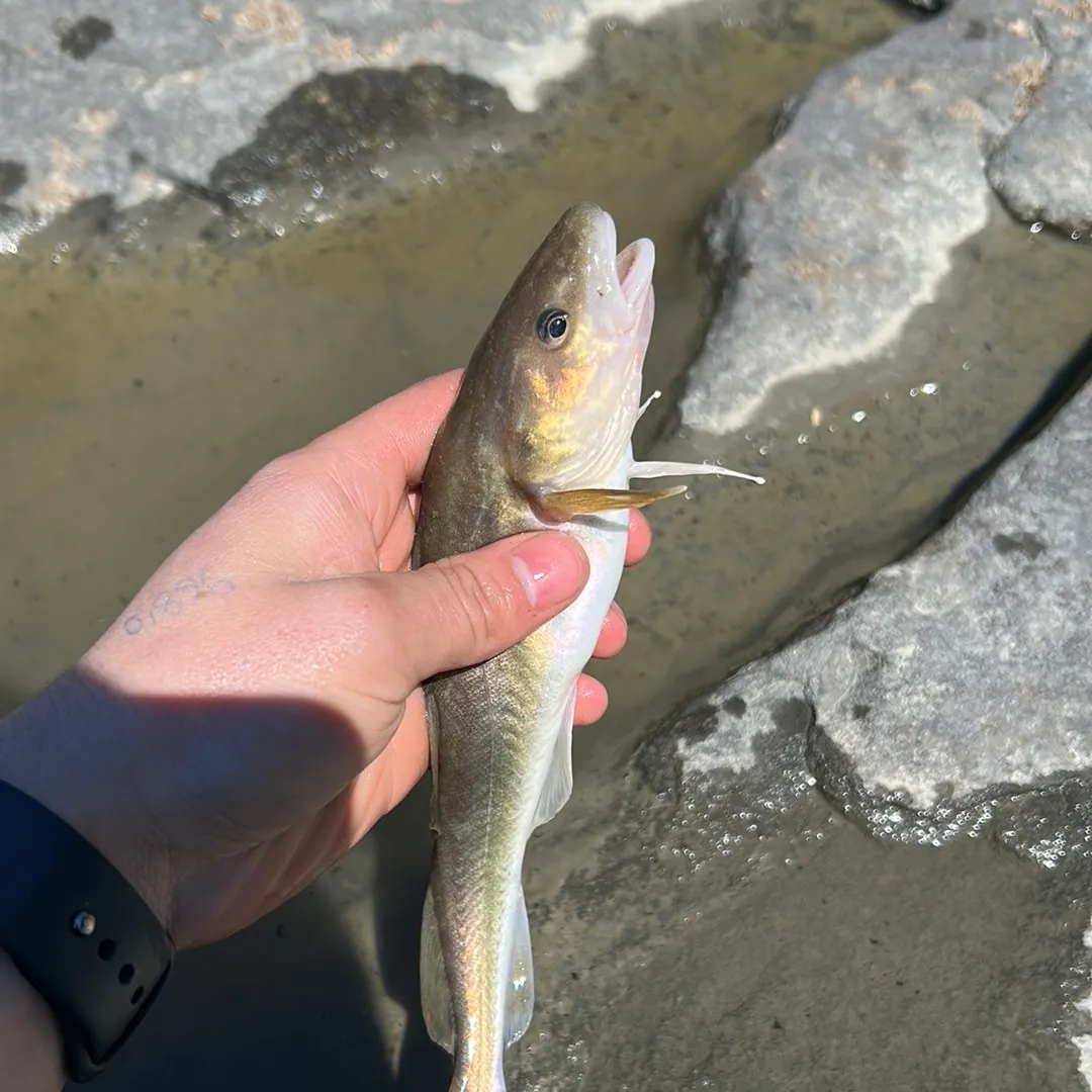 The most recent Burbot catches on Fishbrain