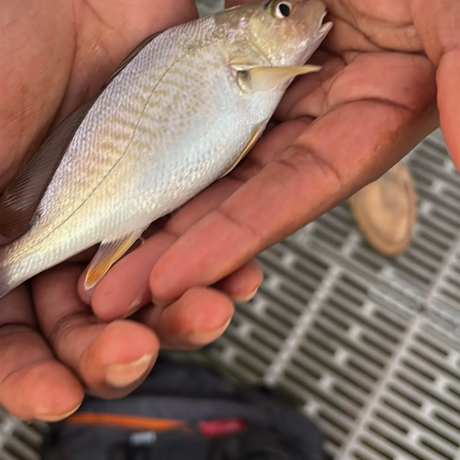 Atlantic croaker caught on Fishbrain