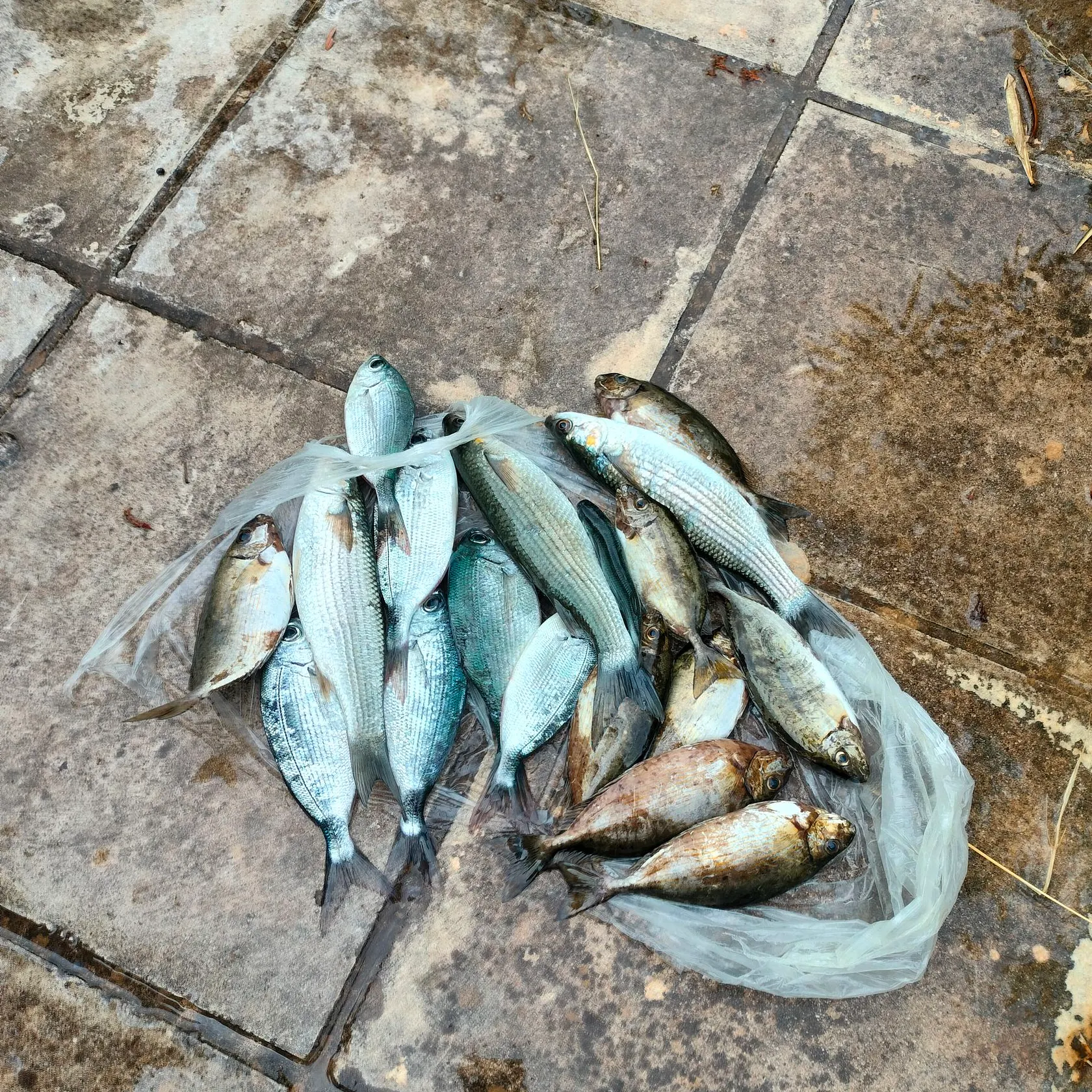 Striped mullet caught on Fishbrain