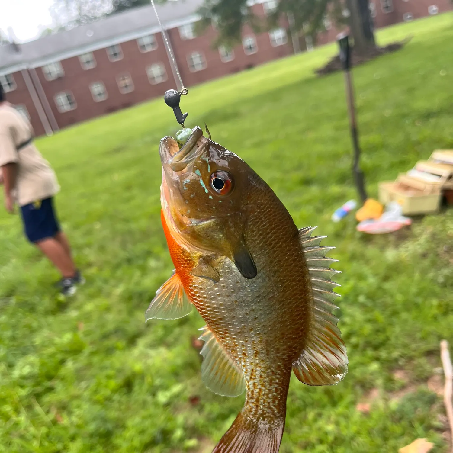 Redbreast sunfish caught on Fishbrain
