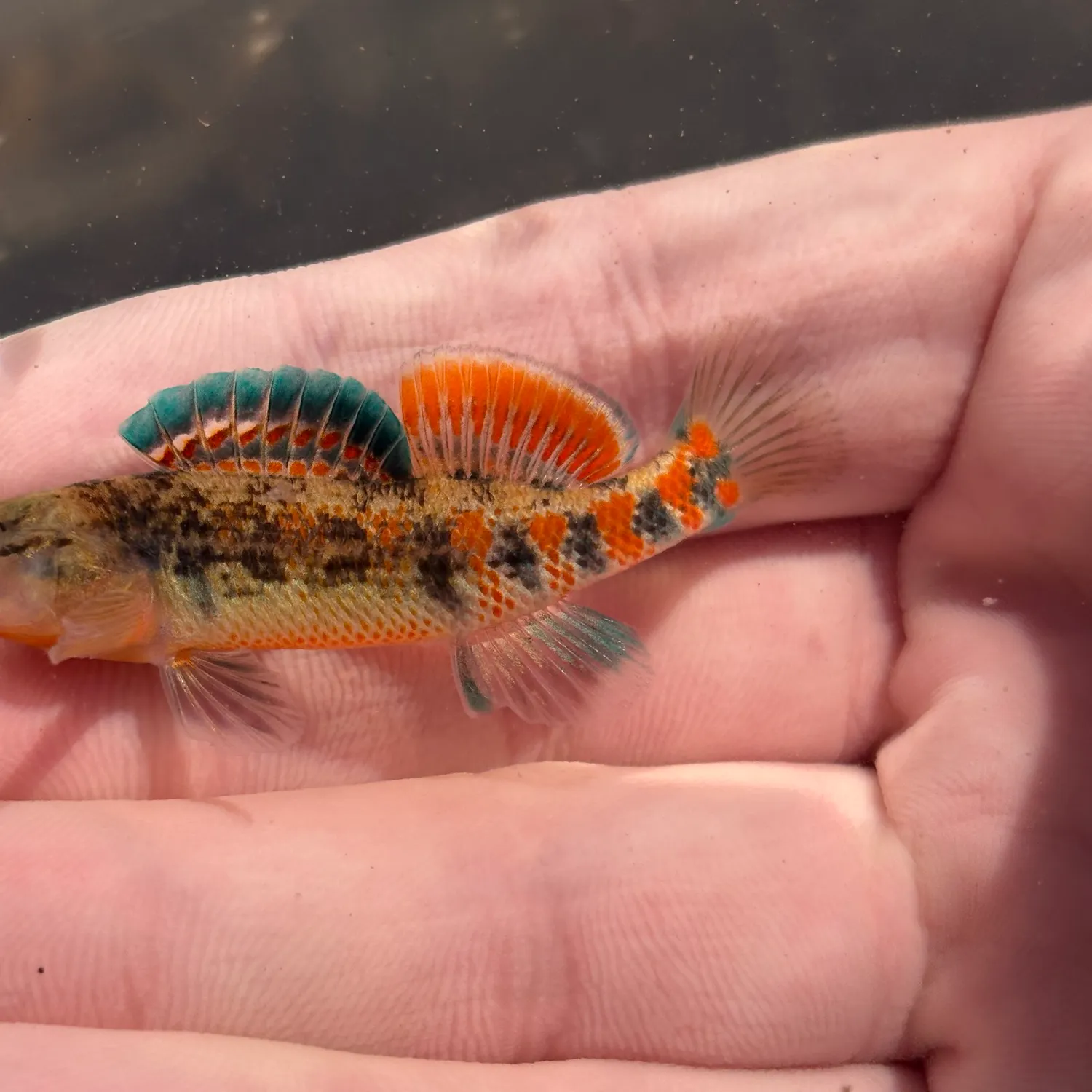 The most recent Orangethroat darter catches on Fishbrain
