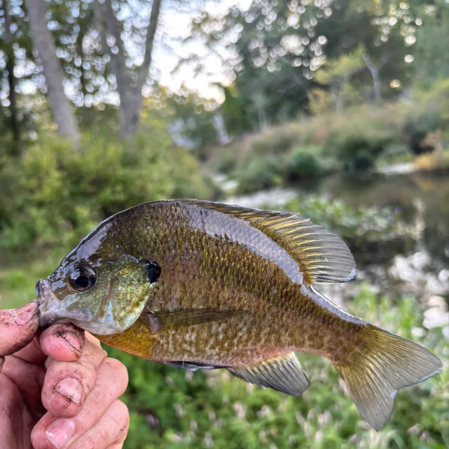 Bluegill caught on Fishbrain