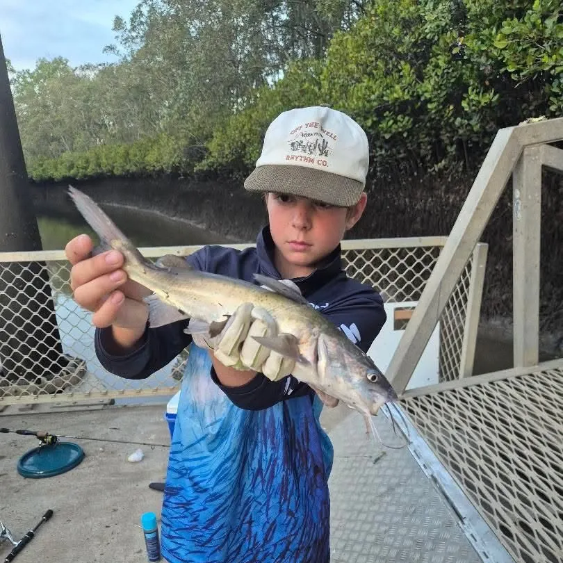 The most recent Blue salmon catfish catches on Fishbrain