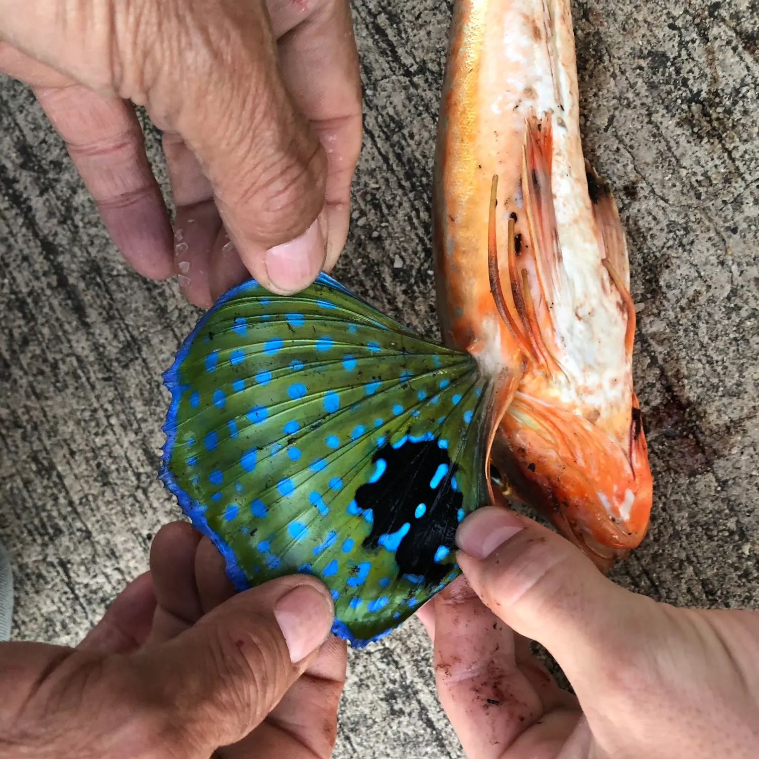 Tub gurnard caught on Fishbrain