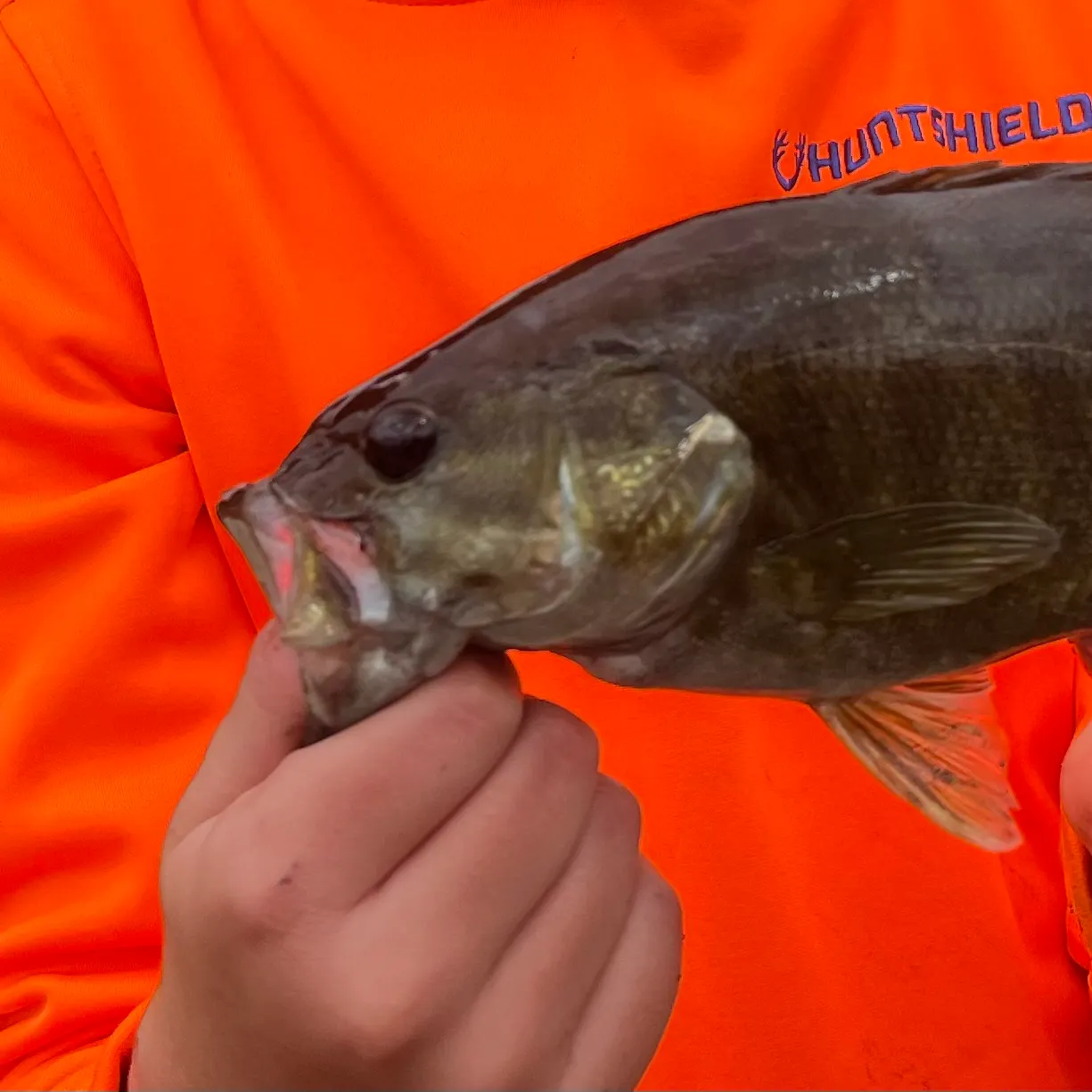 Smallmouth bass caught on Fishbrain