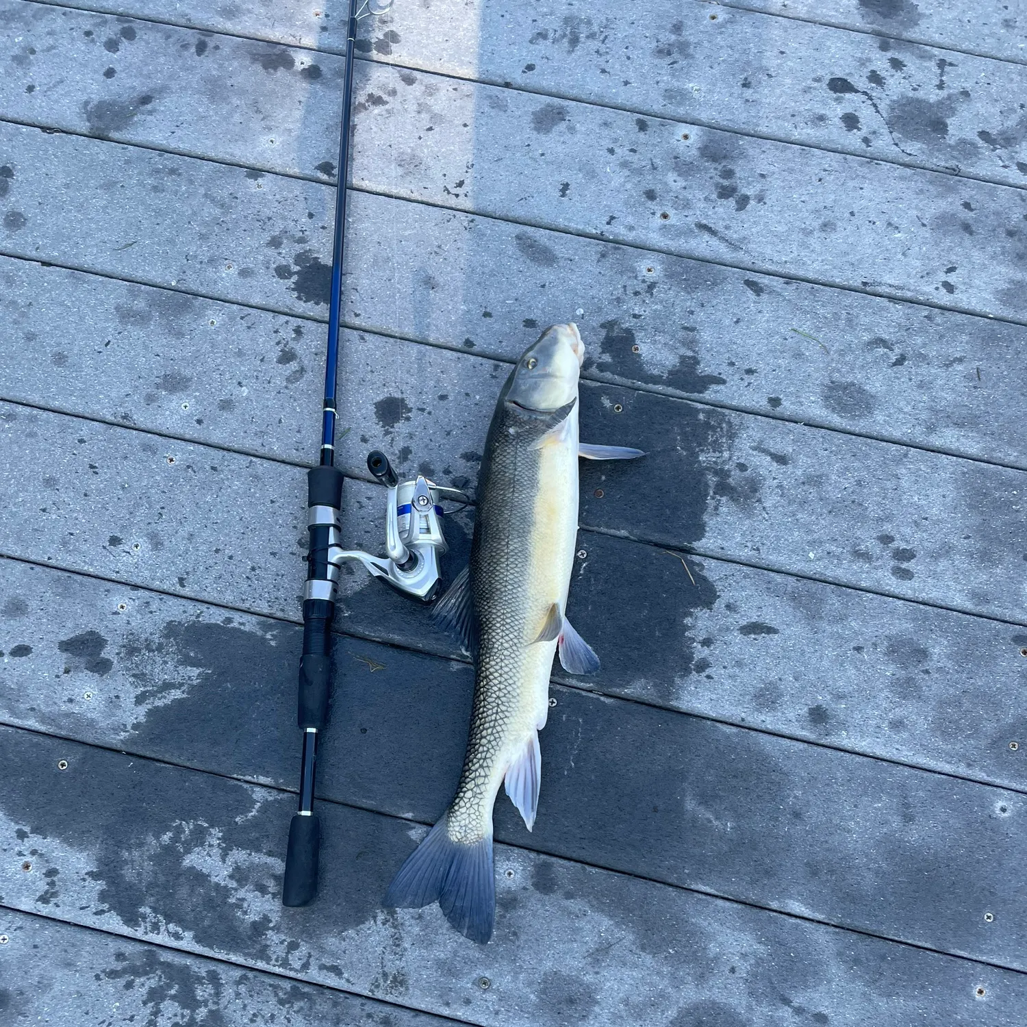The most recent Largescale sucker catches on Fishbrain