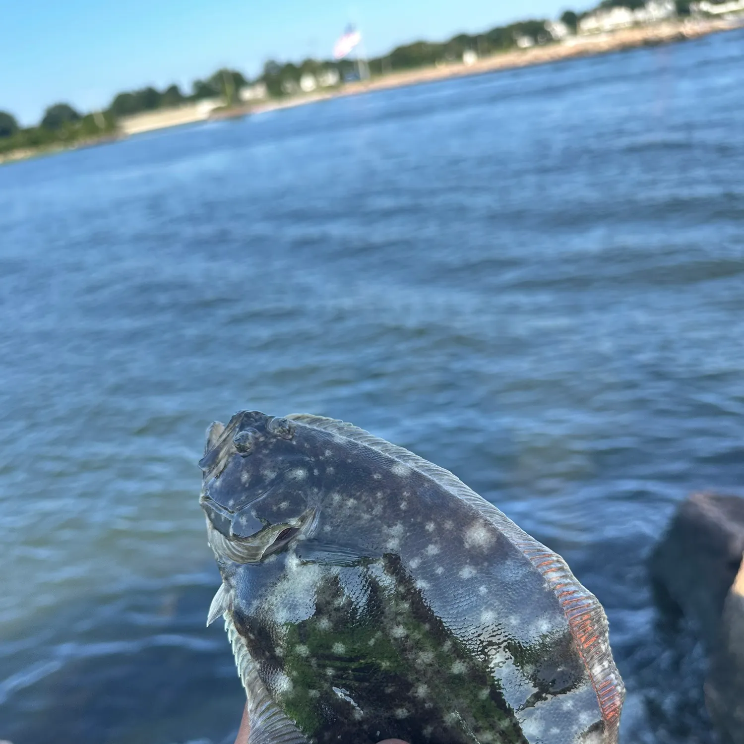 Summer flounder caught on Fishbrain