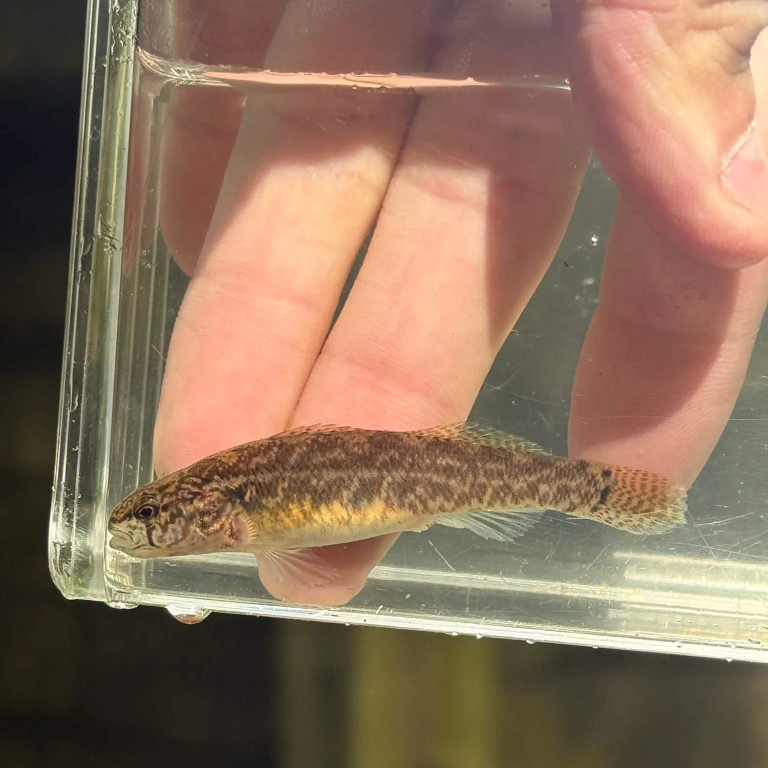 The most recent Fringed darter catches on Fishbrain