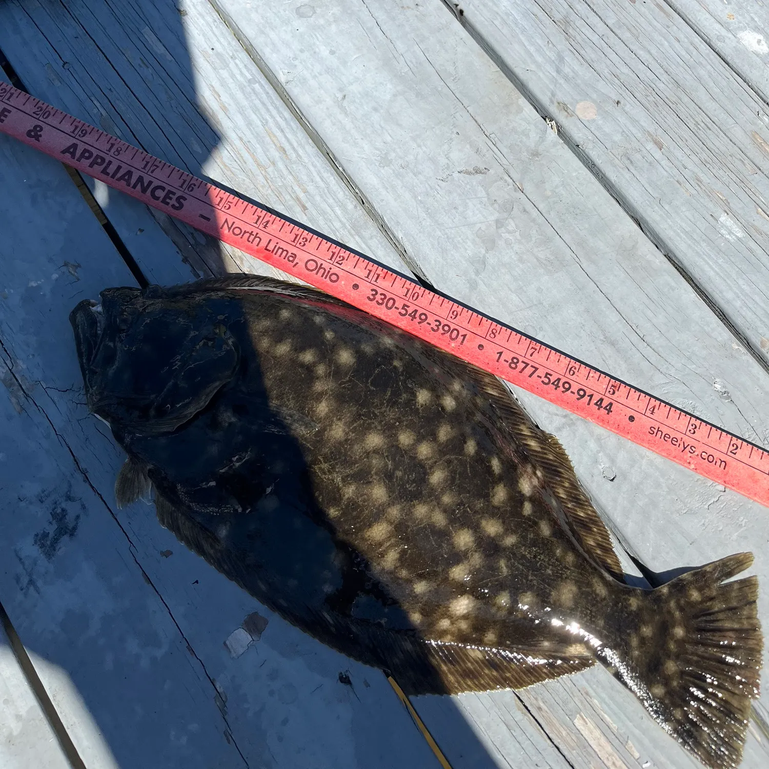 recently logged catches