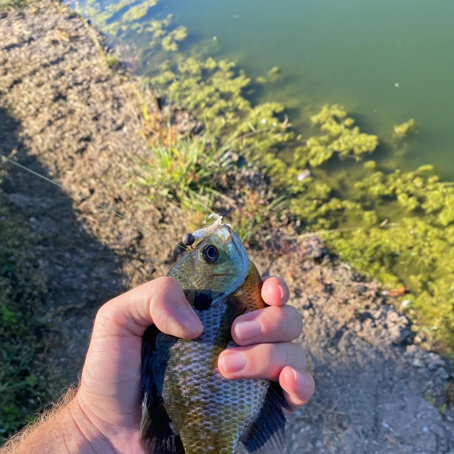 Bluegill caught on Fishbrain