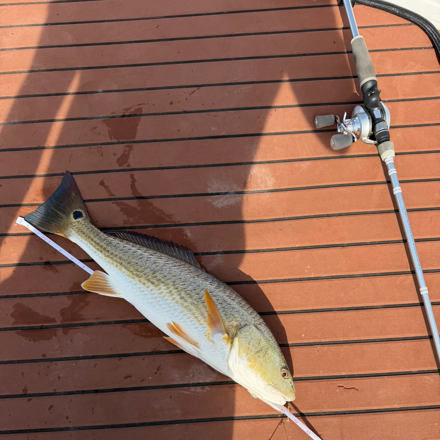 Red drum caught on Fishbrain