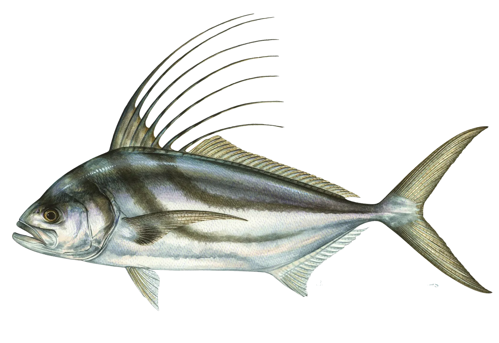 Roosterfish
