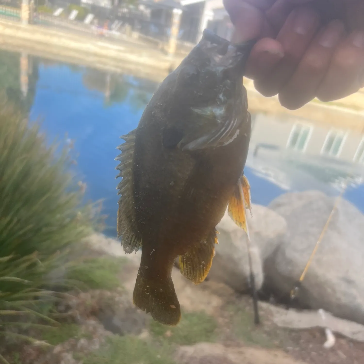 Greengill hybrid caught on Fishbrain