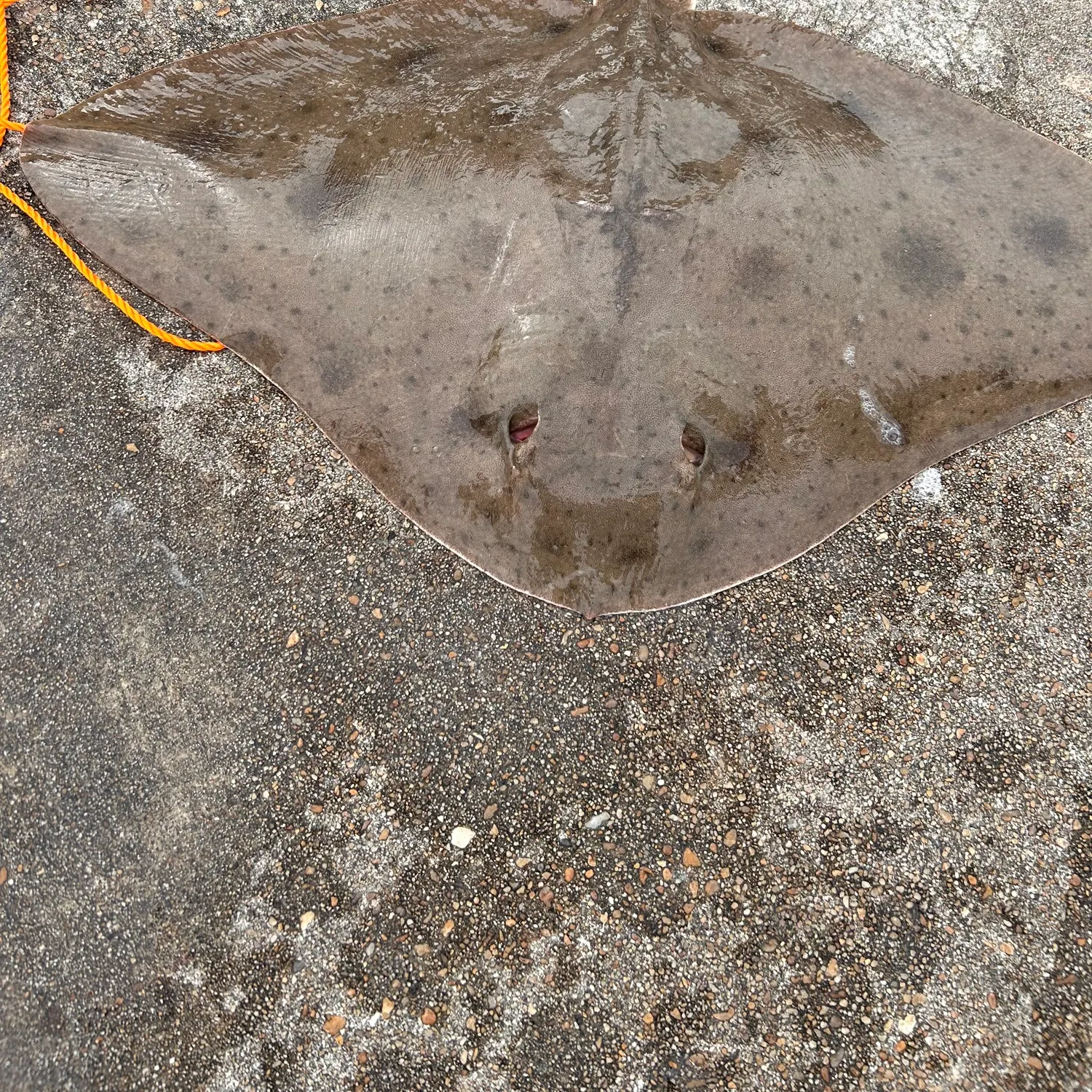 The most recent Smooth butterfly ray catches on Fishbrain