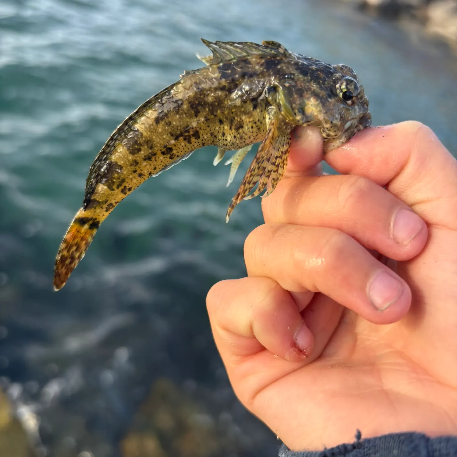 The most recent Woolly sculpin catches on Fishbrain