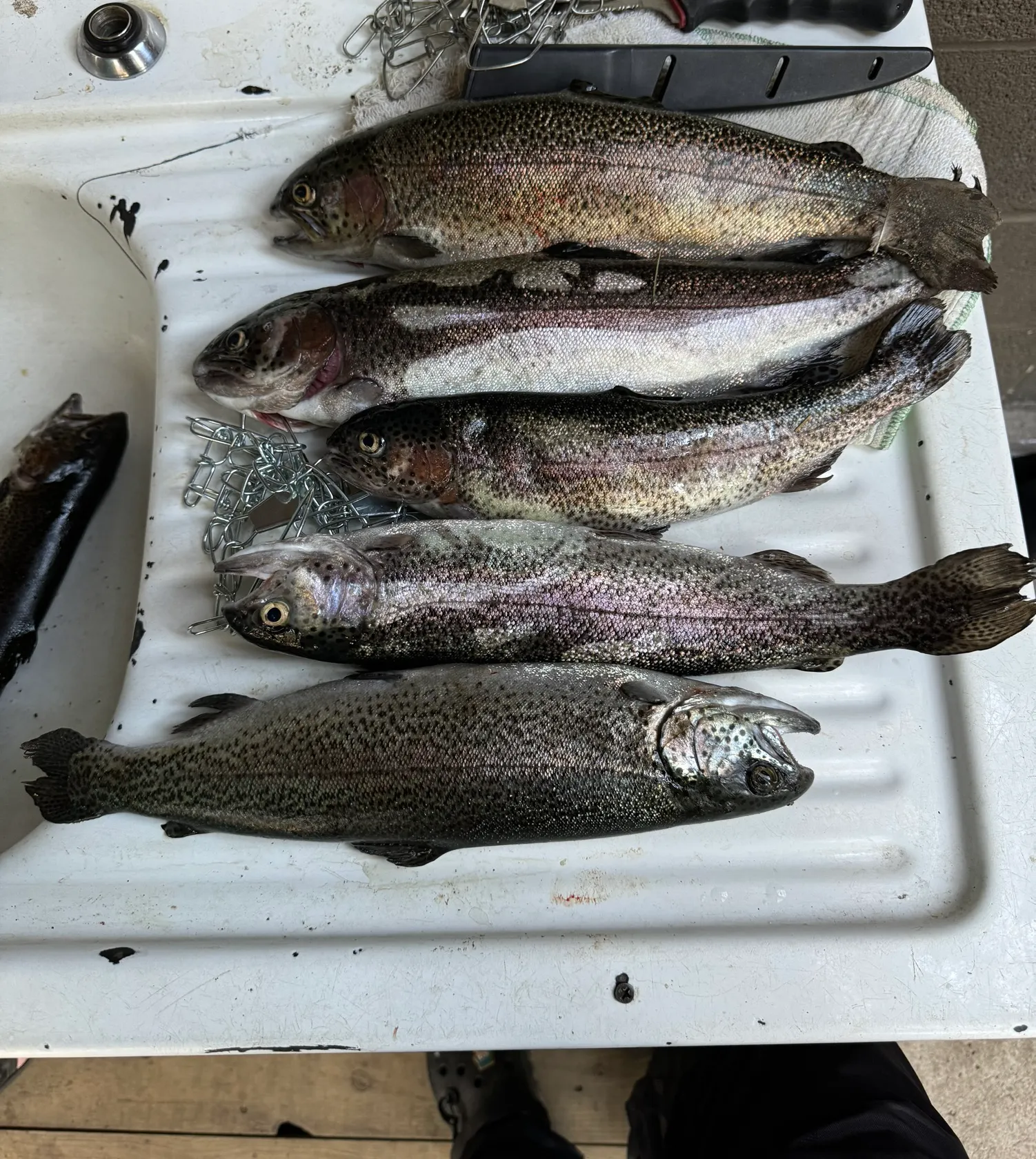 recently logged catches