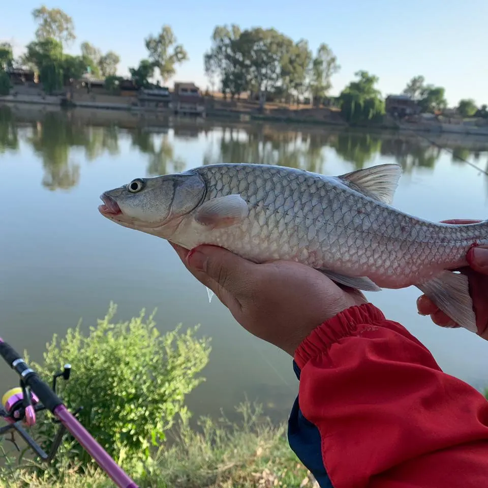 The most recent Smallmouth yellowfish catches on Fishbrain