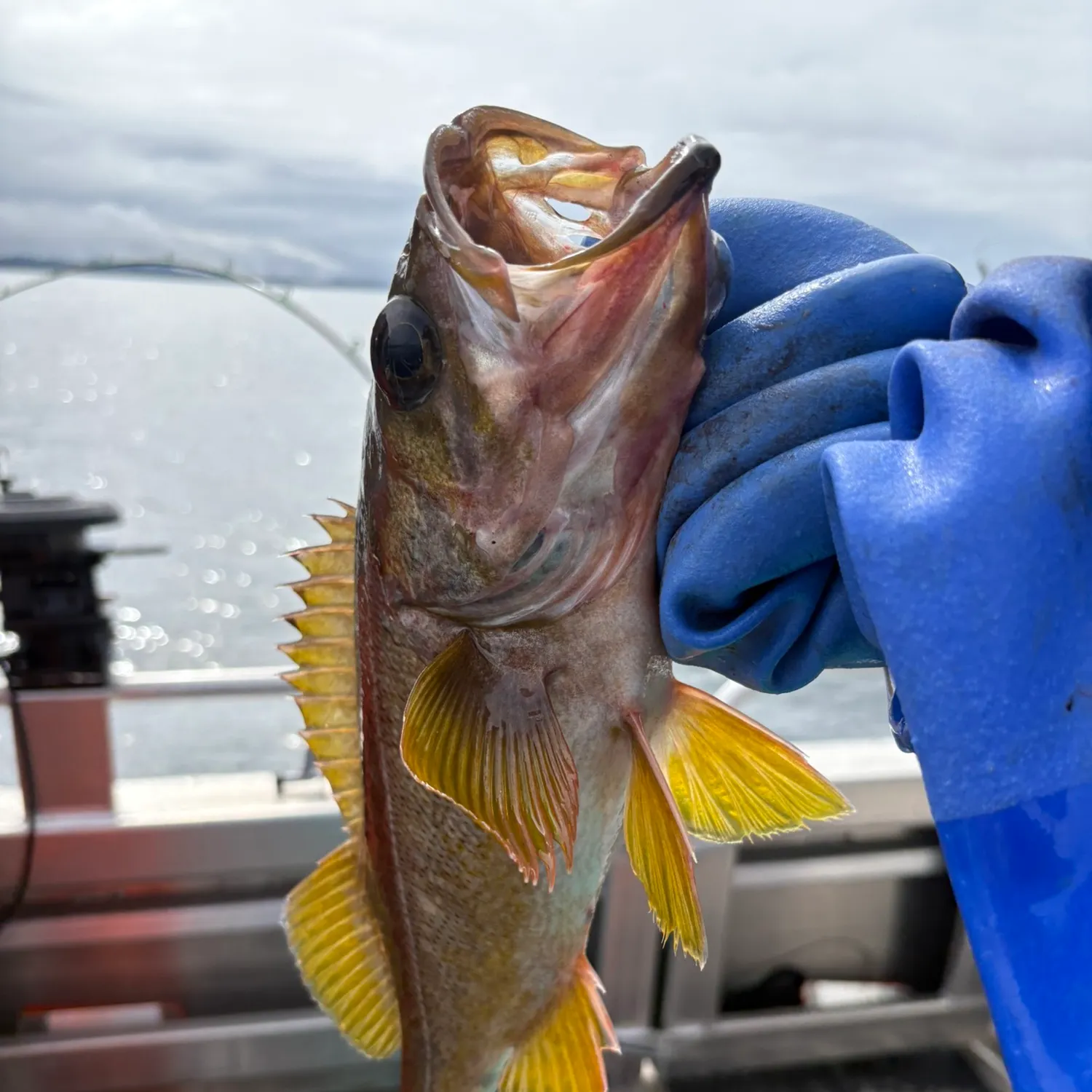 Kelp greenling caught on Fishbrain