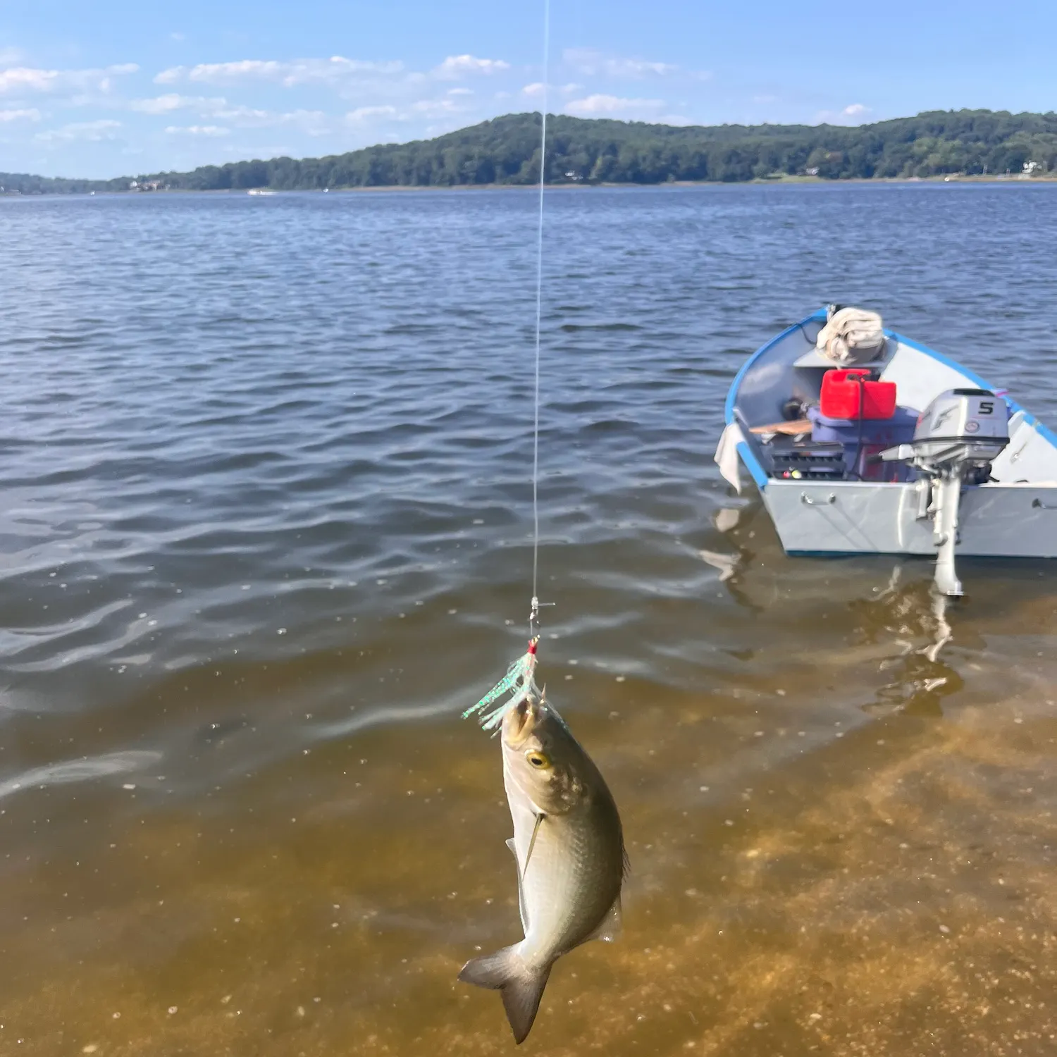 Bluefish caught on Fishbrain