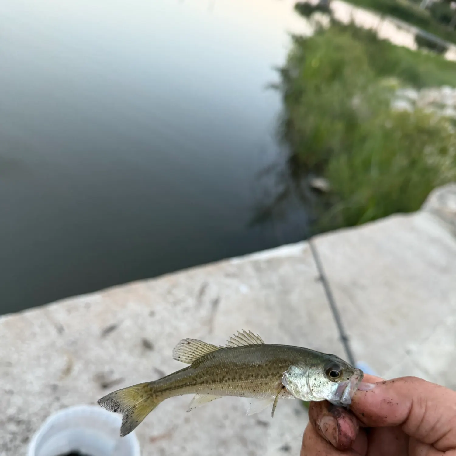 Largemouth bass caught on Fishbrain