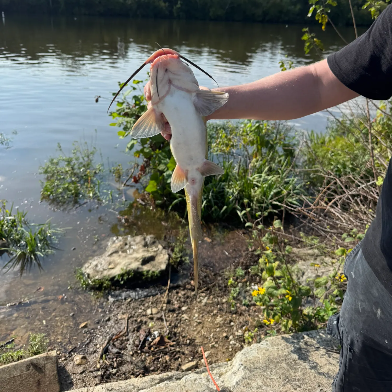 Channel catfish caught on Fishbrain