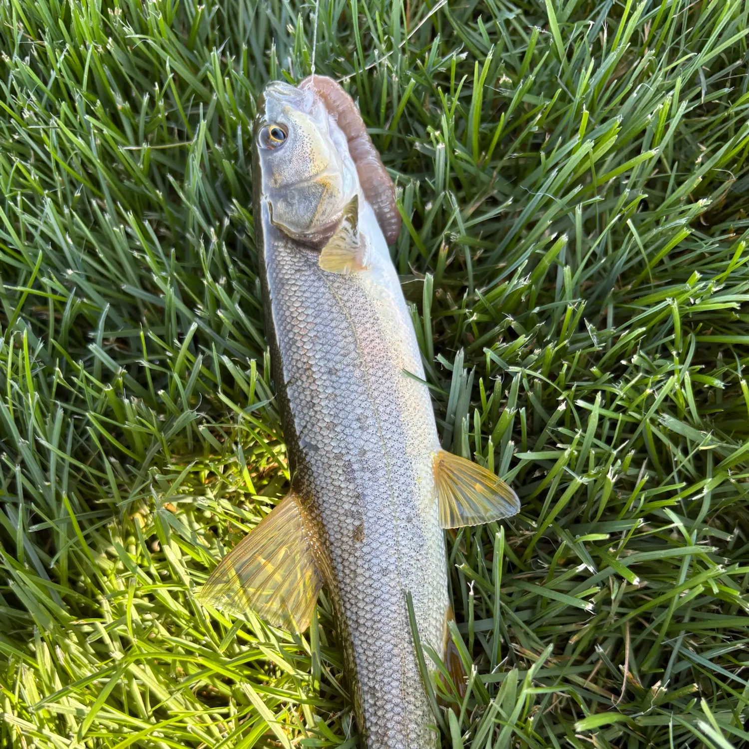 Northern pikeminnow caught on Fishbrain