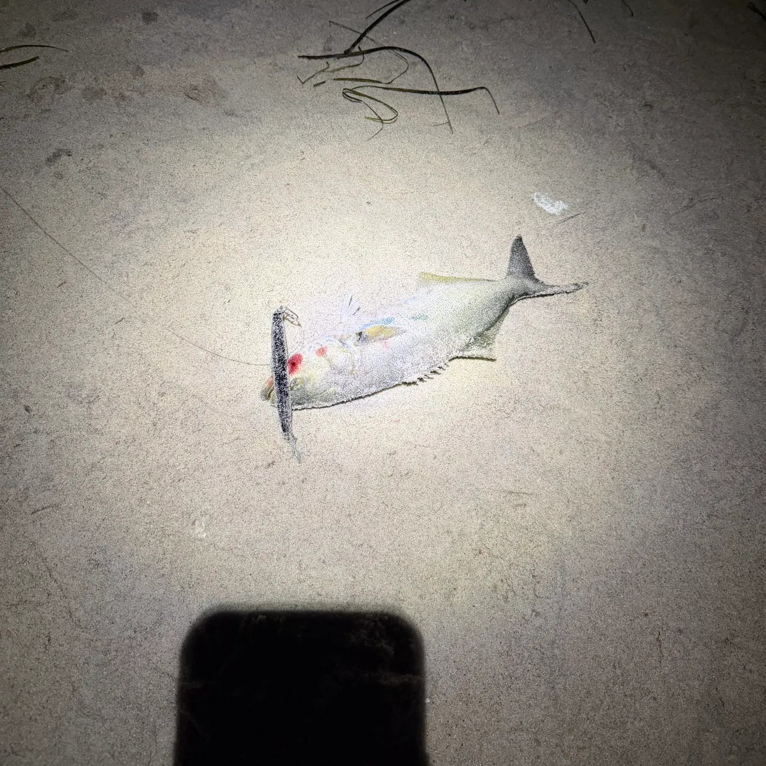 Bluefish caught on Fishbrain