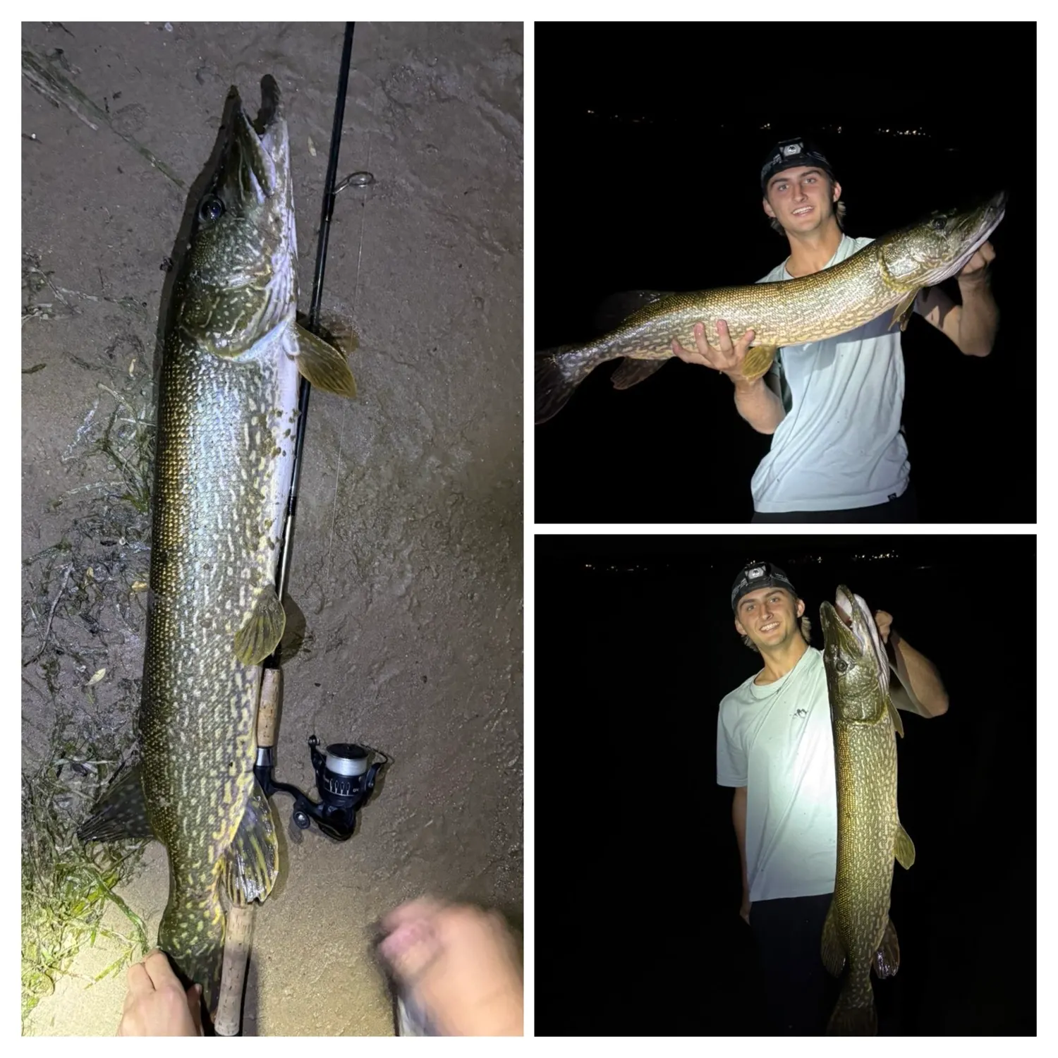 Northern pike caught on Fishbrain