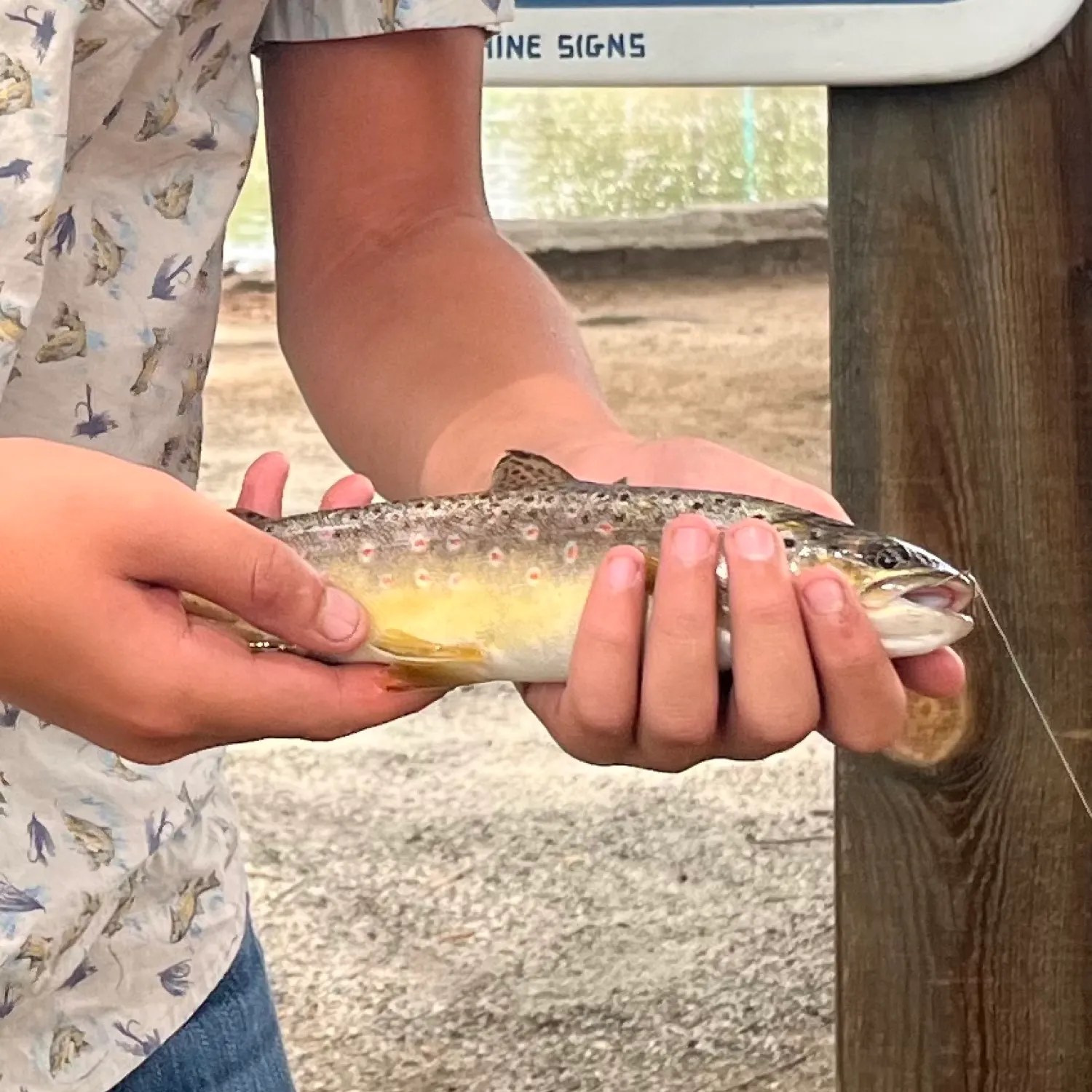 The most recent Brown trout catches on Fishbrain