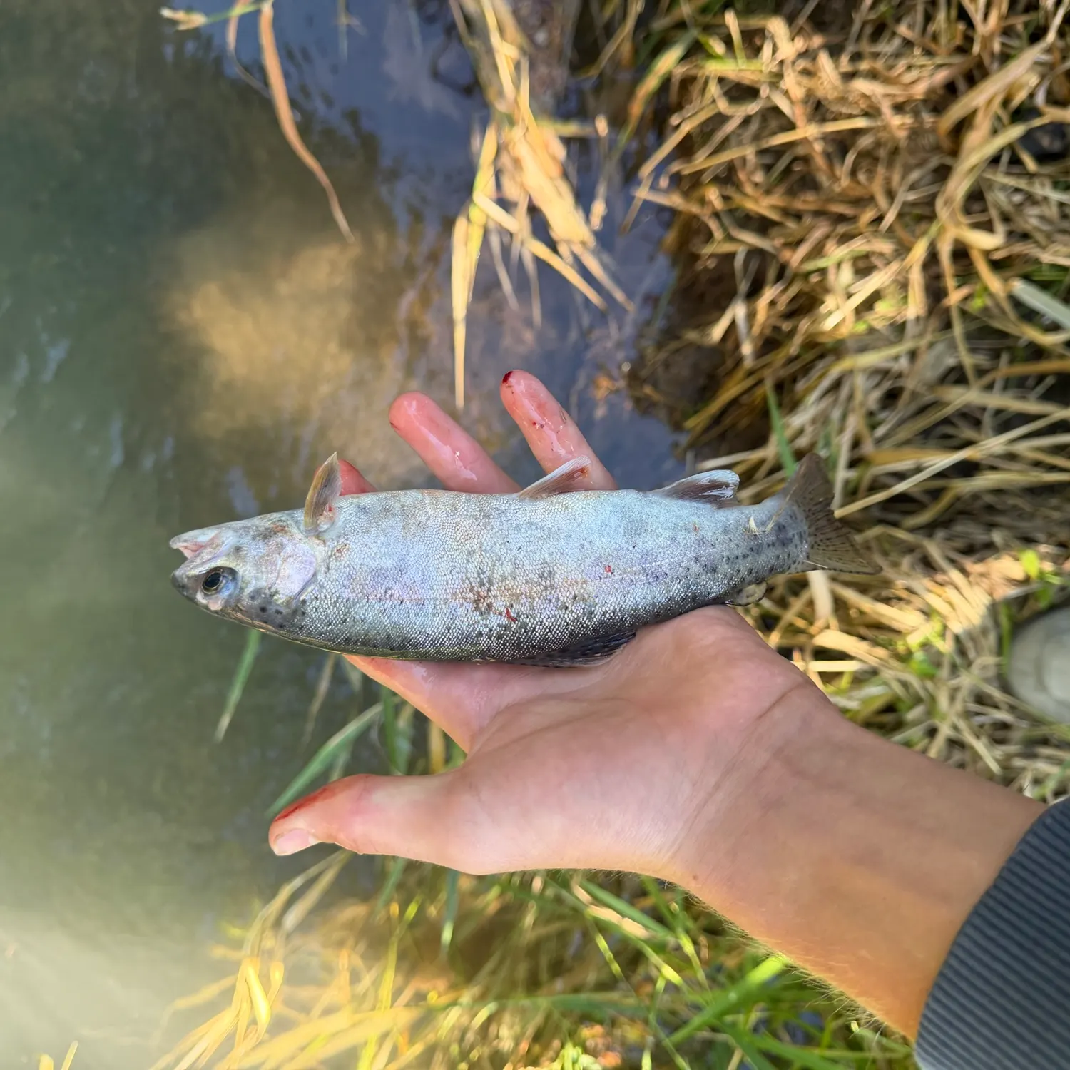 Rainbow trout caught on Fishbrain