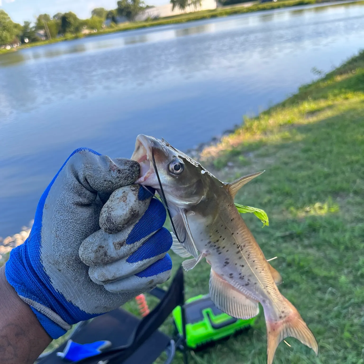 catch
