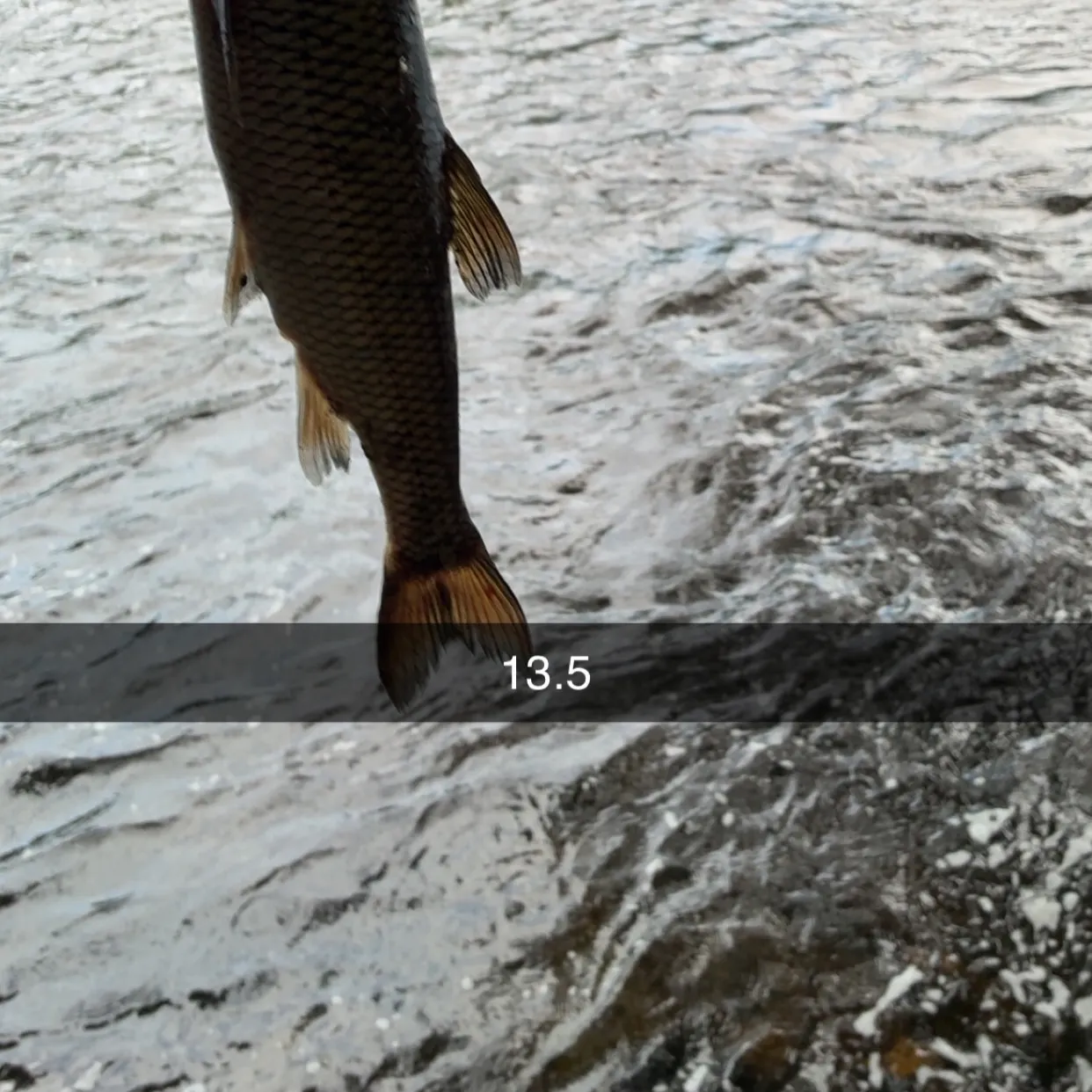 Fallfish caught on Fishbrain