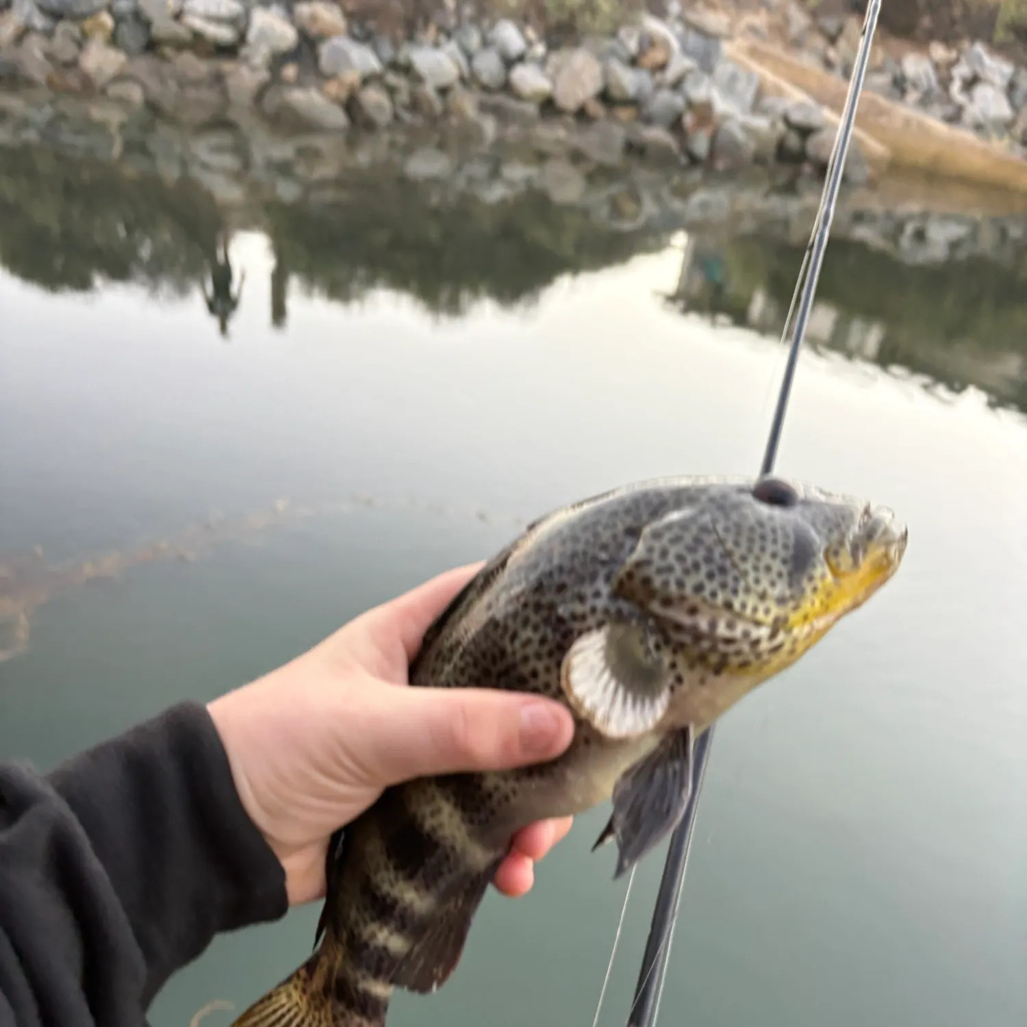 Spotted sand bass caught on Fishbrain