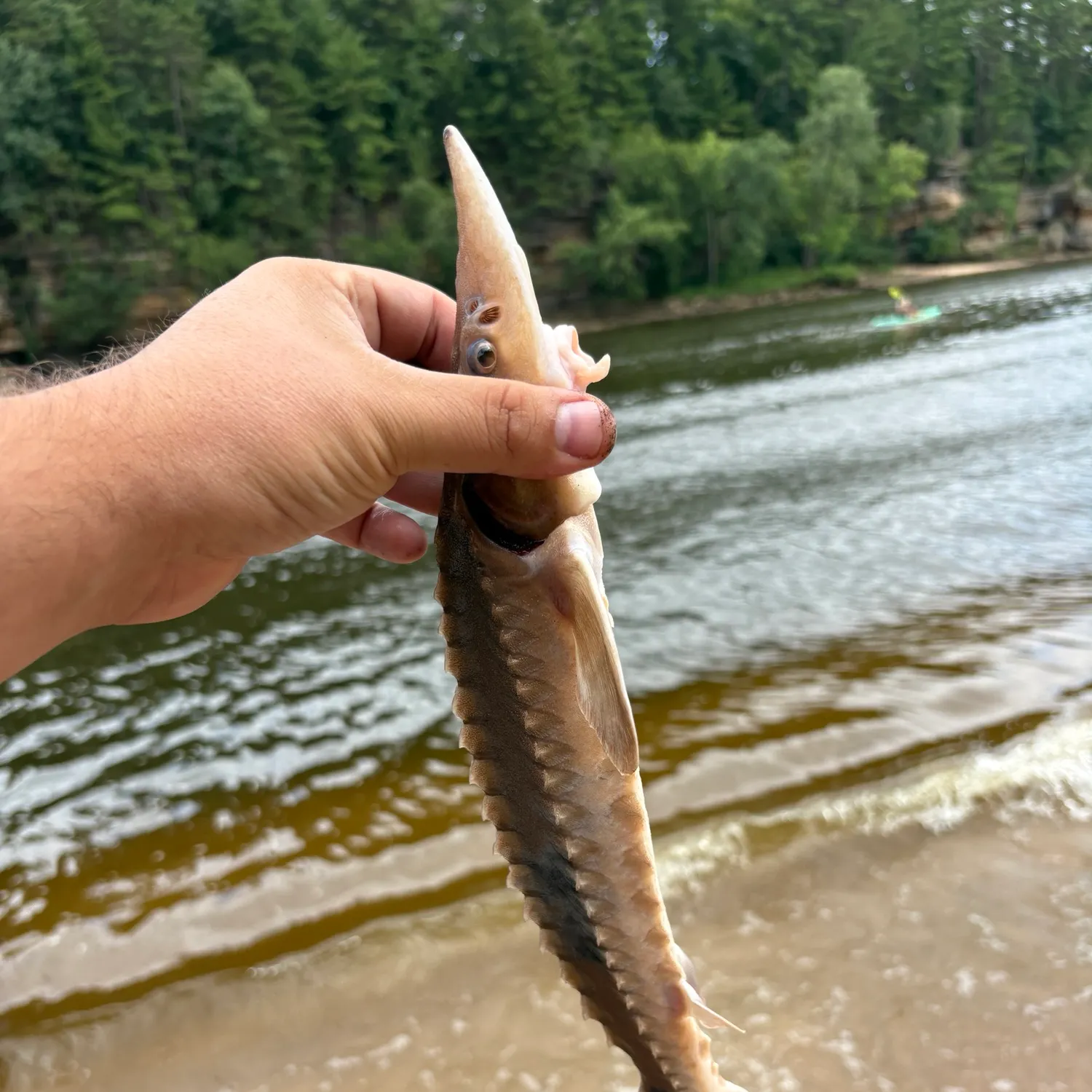The most recent Lake sturgeon catches on Fishbrain