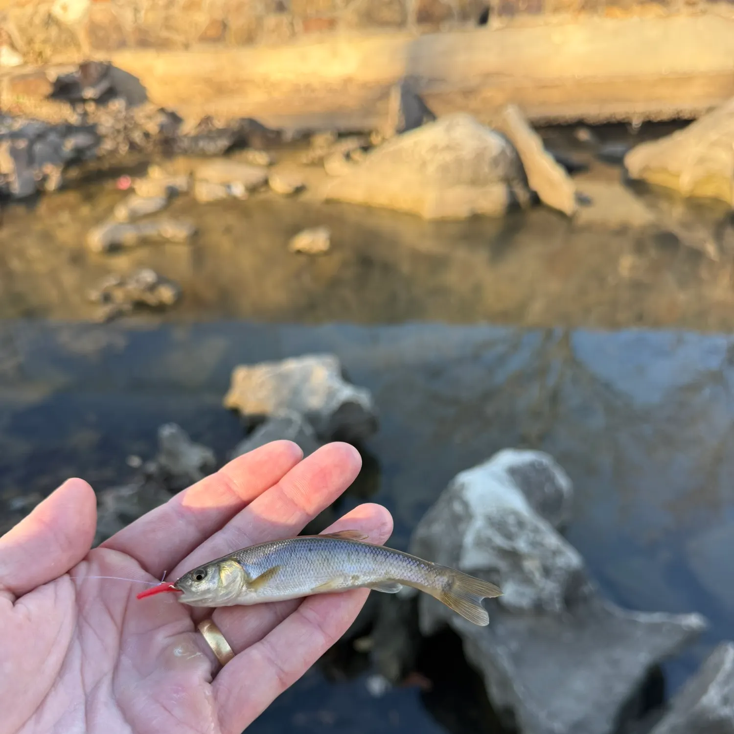 The most recent Central stoneroller catches on Fishbrain