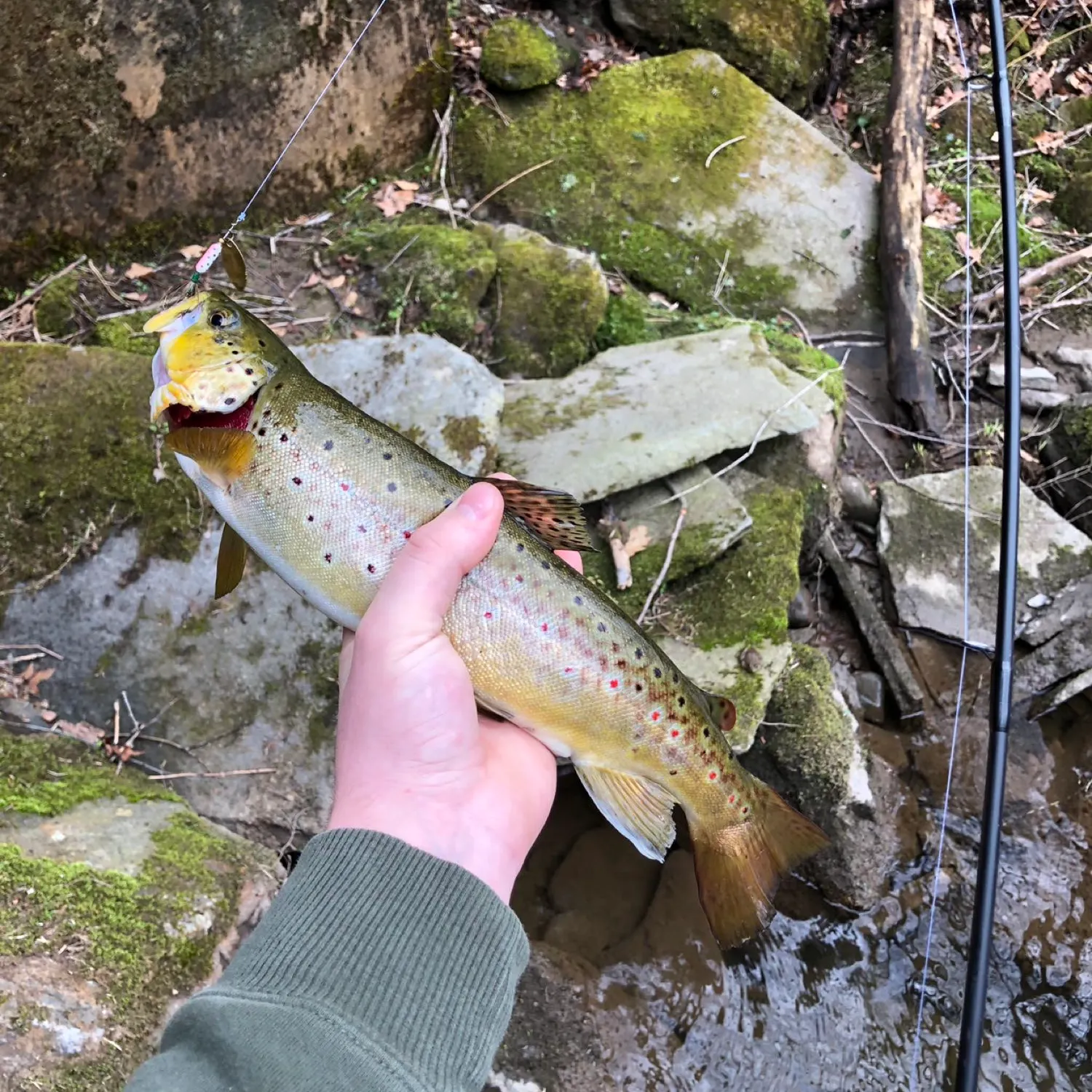 recently logged catches