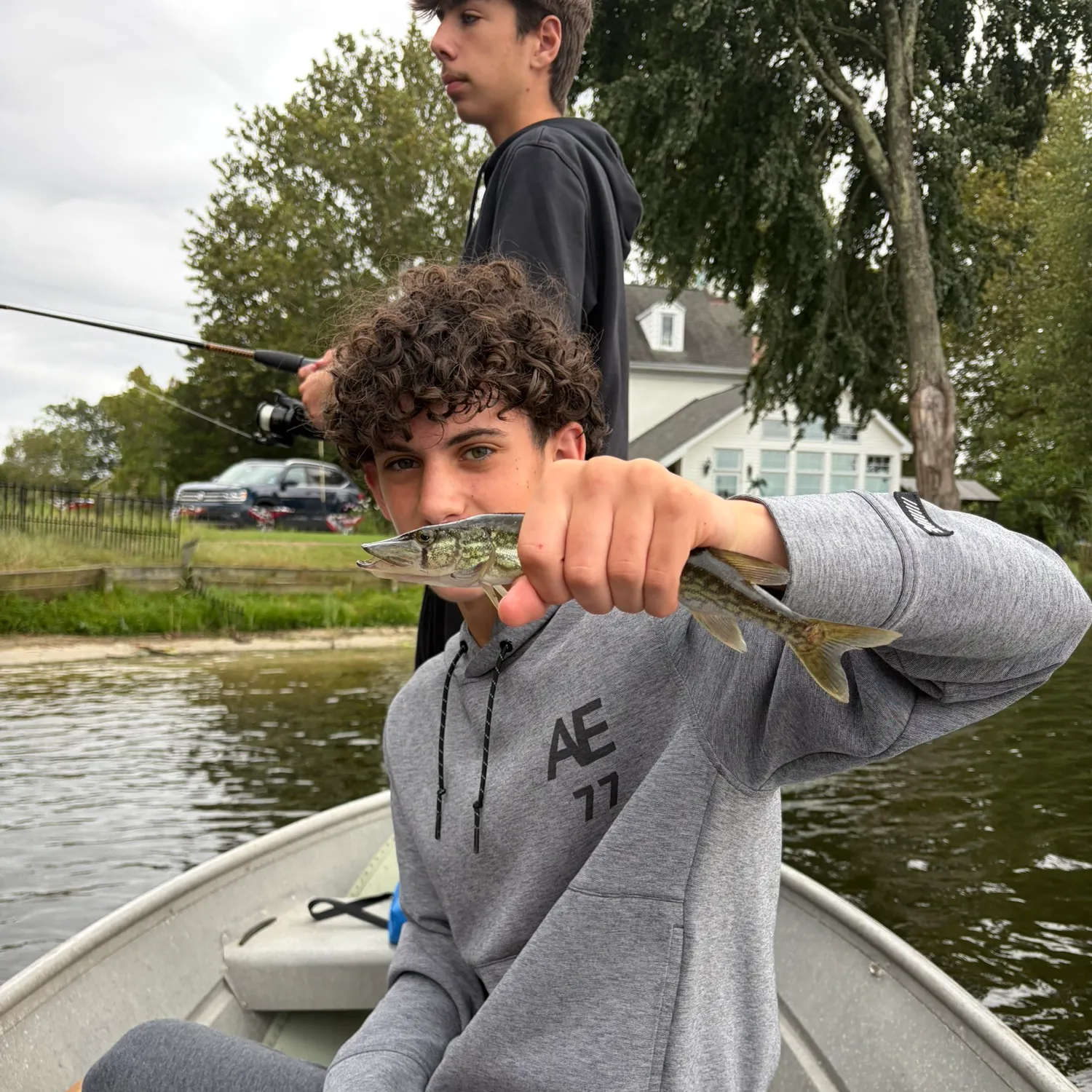 Grass pickerel caught on Fishbrain