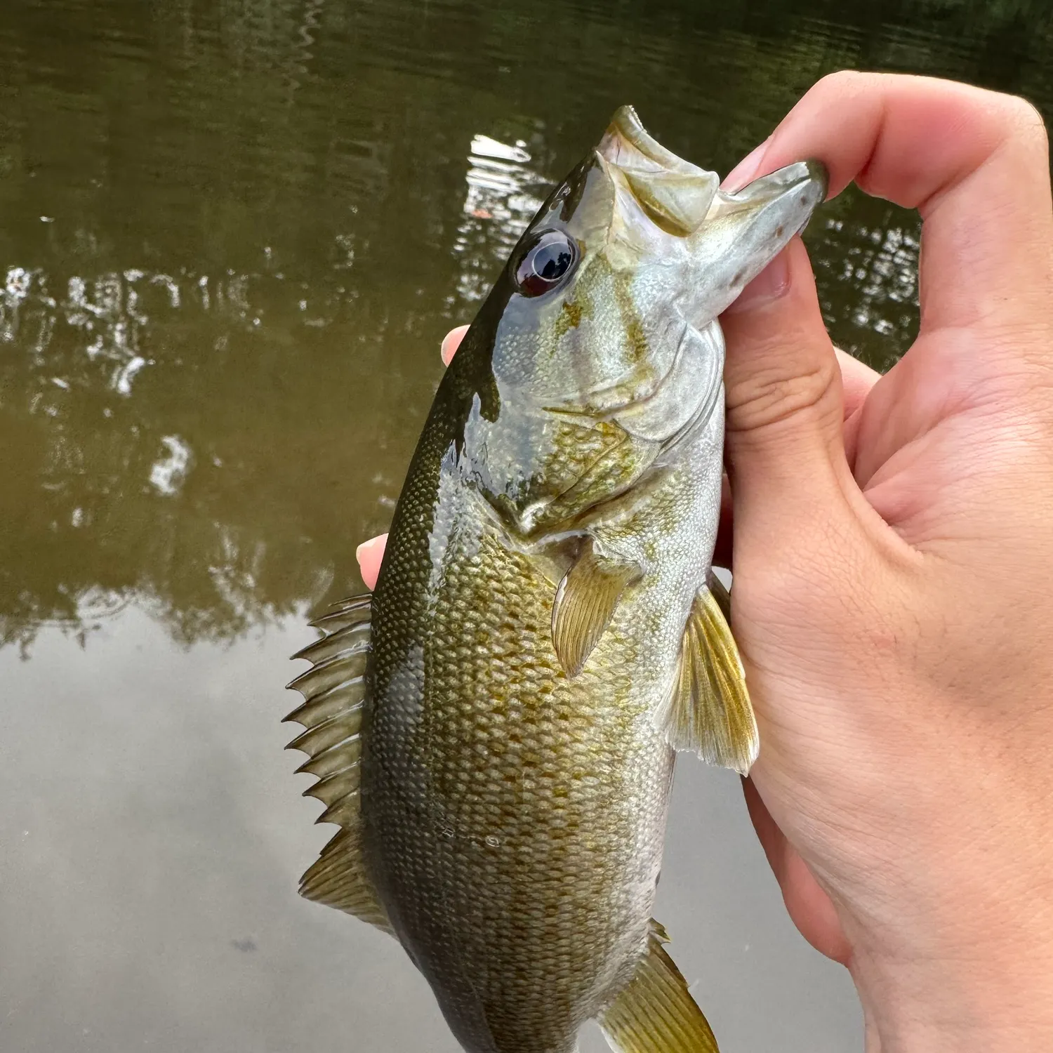 Smallmouth bass caught on Fishbrain