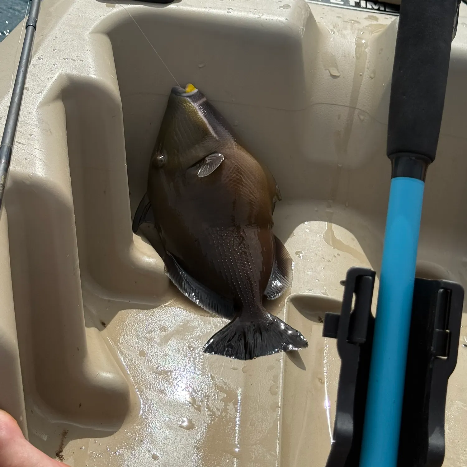 The most recent Bridled triggerfish catches on Fishbrain
