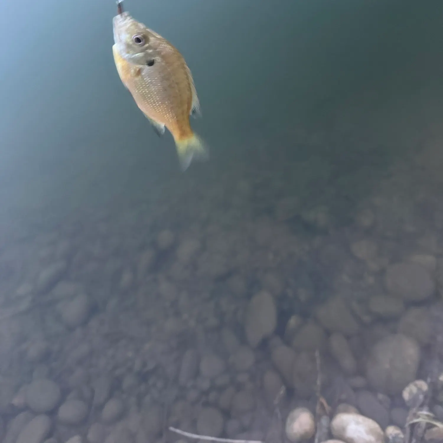 Bluegill caught on Fishbrain